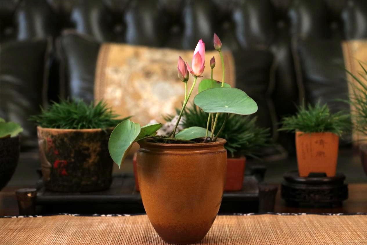 碗莲怎么磨开口,碗莲的正确打开方式