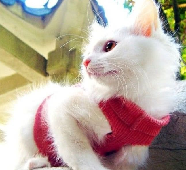 猫咪寄生虫感染人的途径,猫咪寄生虫感染用什么最好