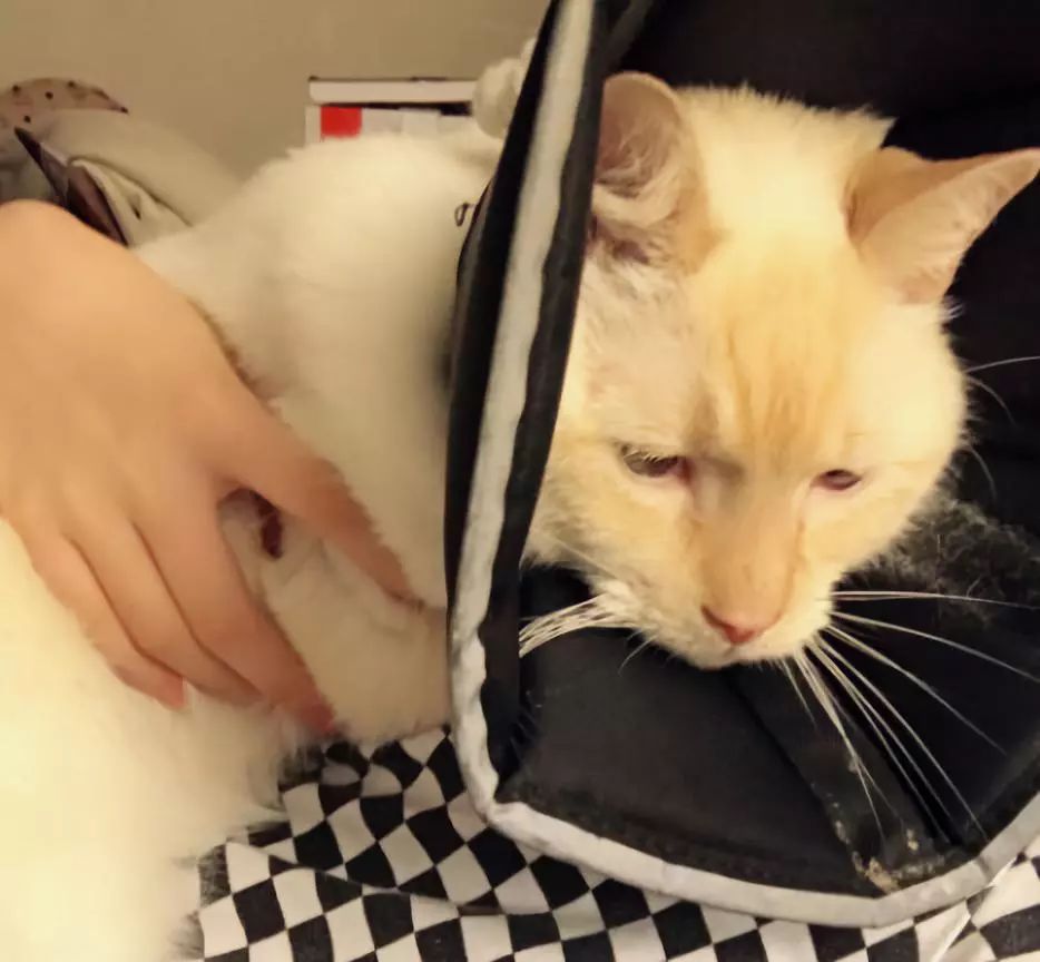 猫咪疯狂啃咬尾巴至出血，诊断后竟是得了抑郁症…