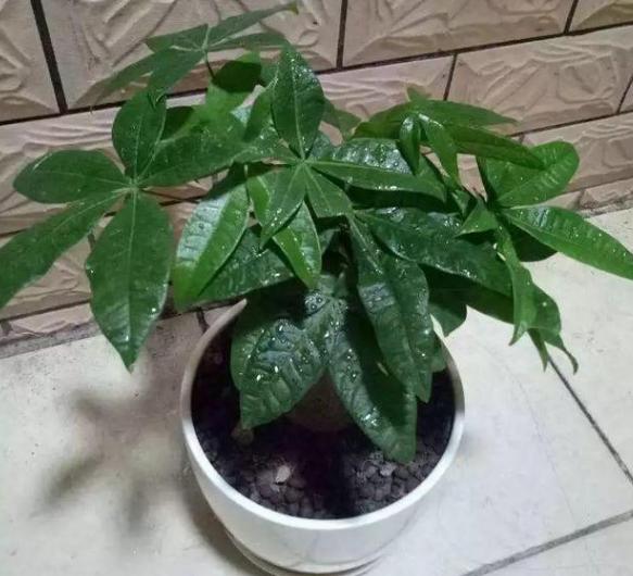 花盆有蚂蚁怎样消灭不伤植物,怎样防蚂蚁啃植物