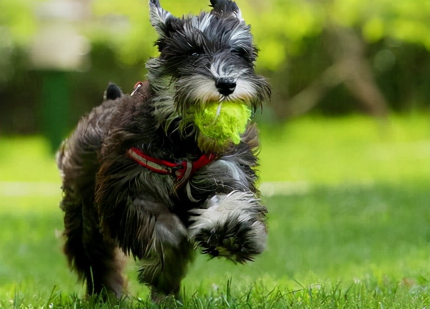 雪纳瑞的各种表现,雪纳瑞要多大才不调皮