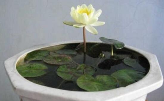 睡莲只有根茎的睡莲水培养殖方法,睡莲养殖方法水培需要晒太阳吗