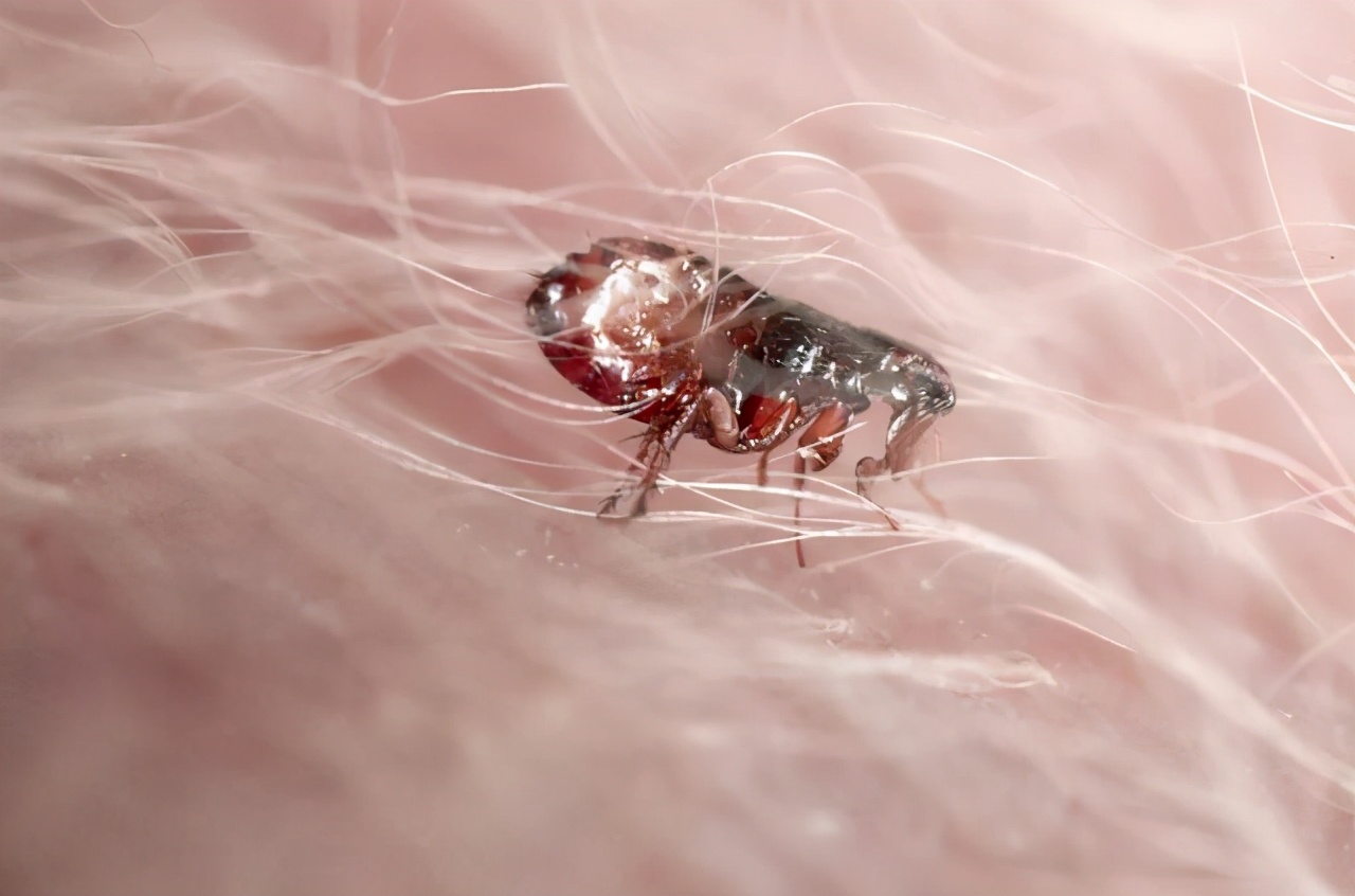 民间灭跳蚤最有效的偏方,中医怎么消除跳蚤