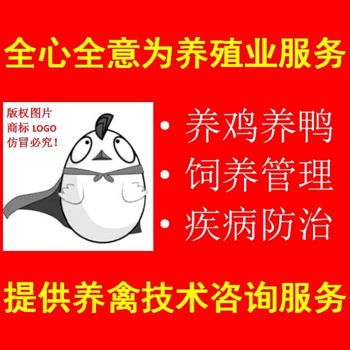 鸭伤寒引起原因及用药,鸭的常见病诊断图谱及用药指南