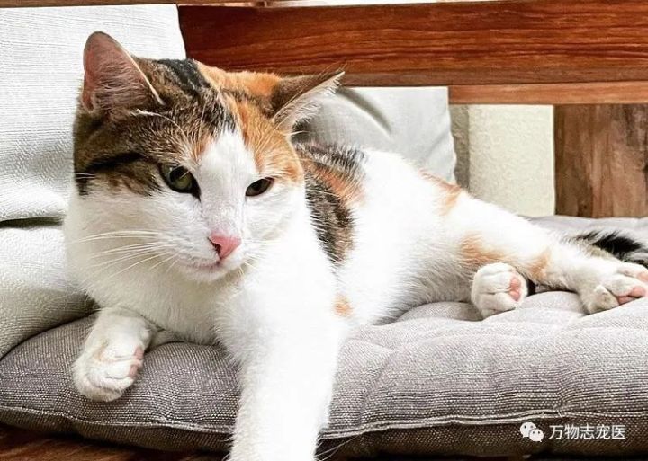 自从养了猫之后早上不想吃饭,自从养了猫之后总是失眠