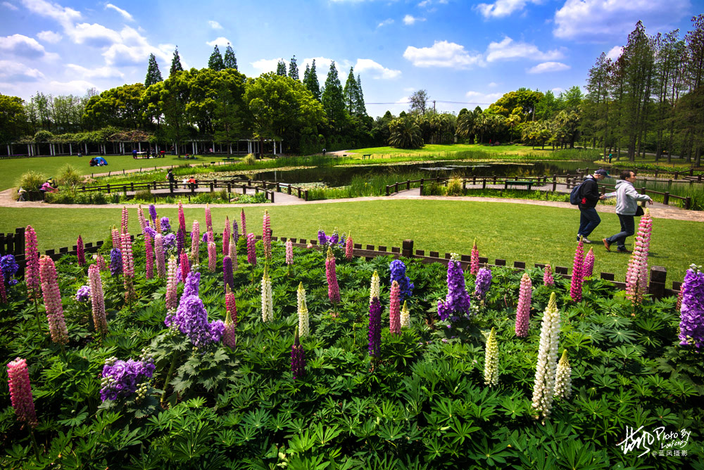 上海国际花展一览表,上海国际花展一览