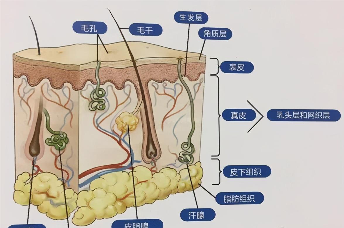老化毛孔粗大能收缩回去吗,挤完黑头毛孔粗大能缩回去吗