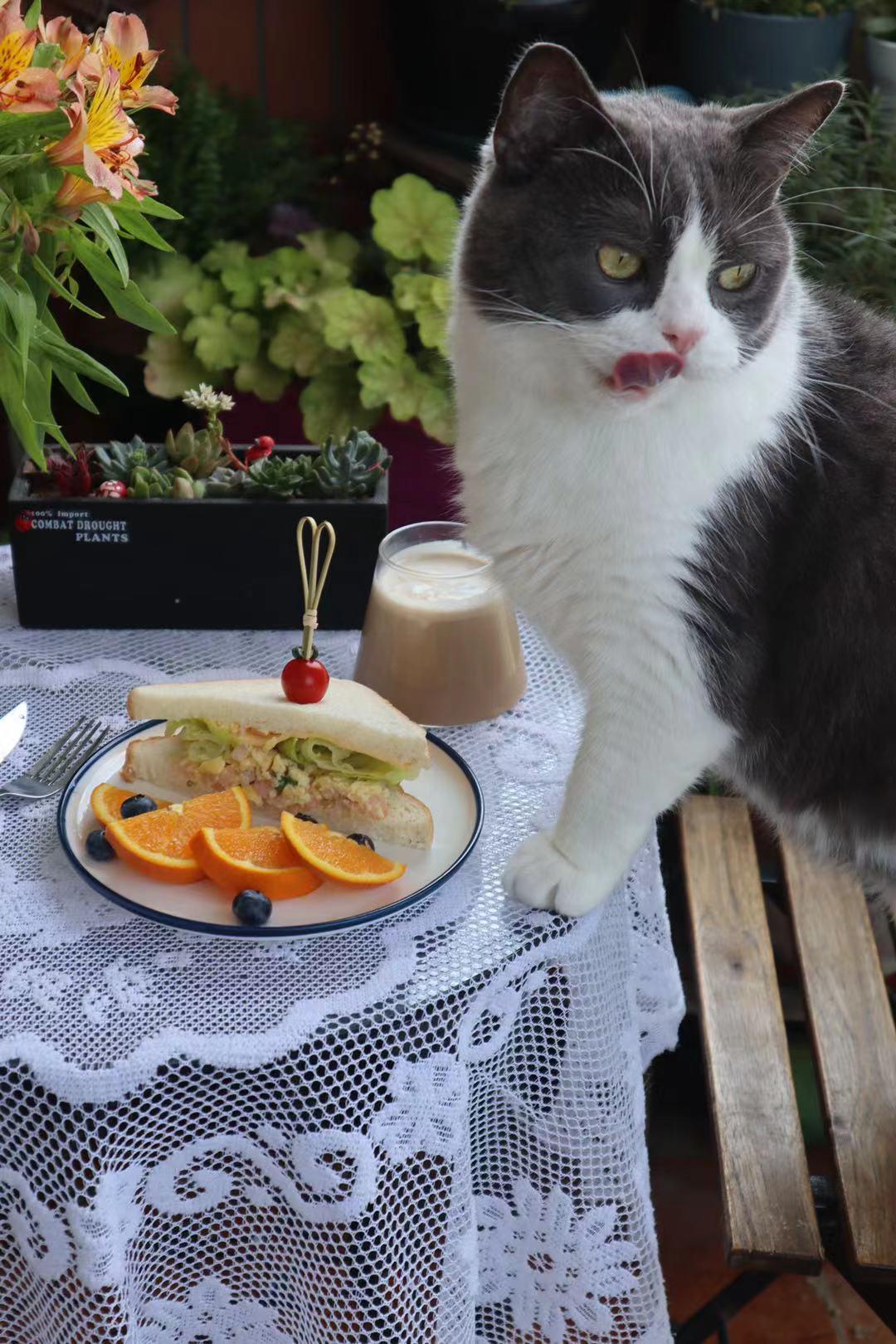 幼猫粮口碑最好的十大猫粮测评,猫粮幼猫粮推荐