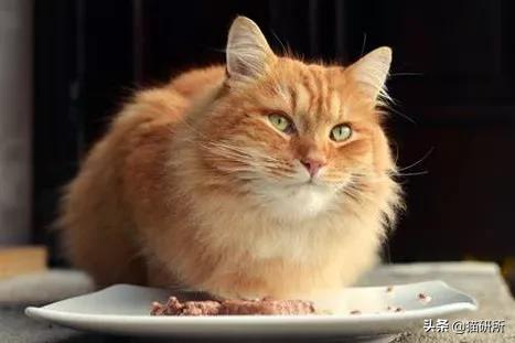 想要猫咪毛发顺亮吃什么,想要猫咪干净