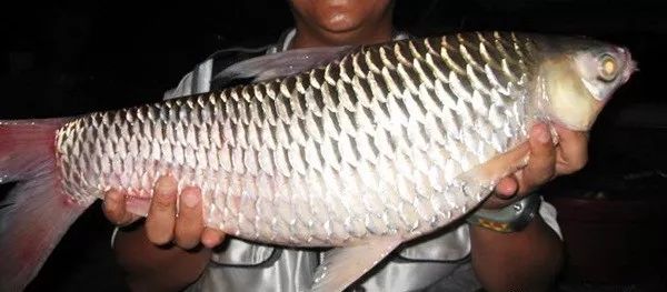 世界顶级淡水鱼大全,世界上顶级鱼类大全