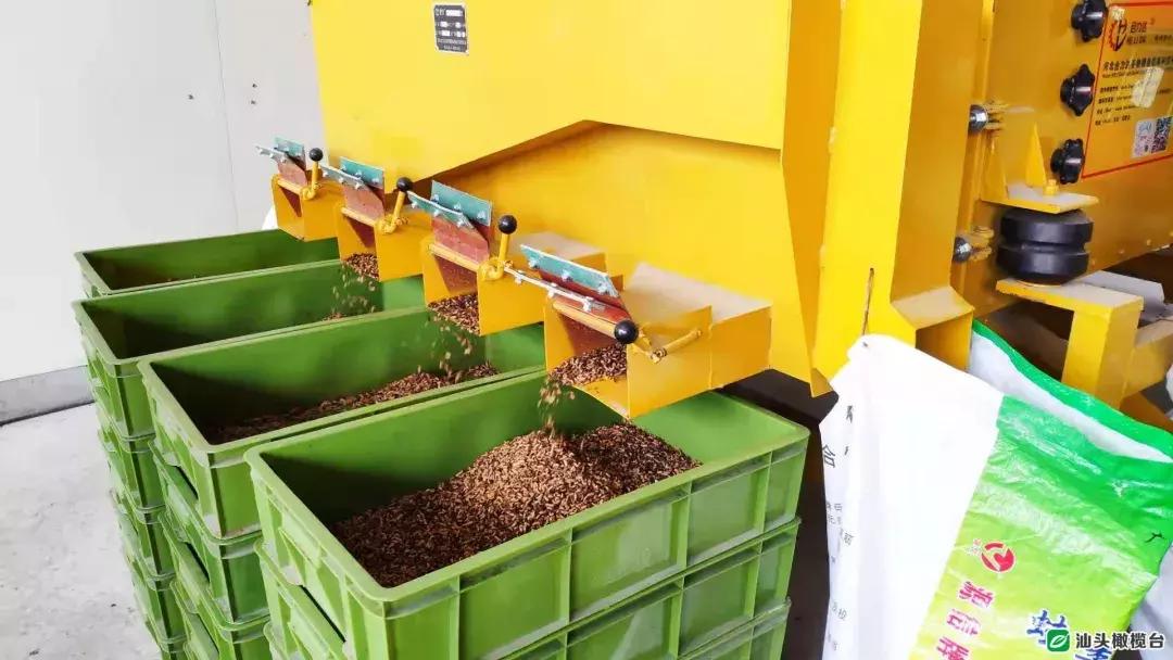 汕头市厨房垃圾,吃餐厨垃圾的虫子