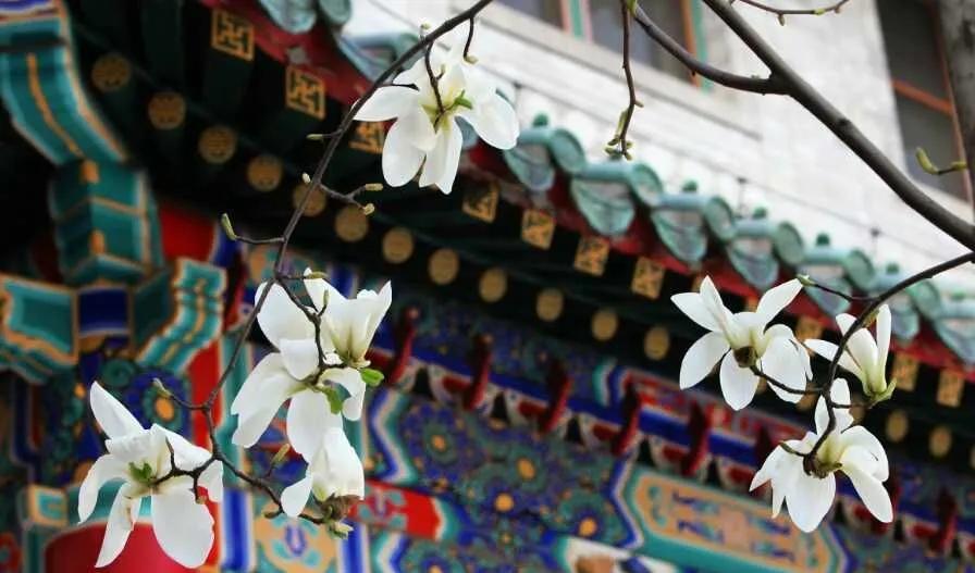 协和医院学科第一,协和第一人