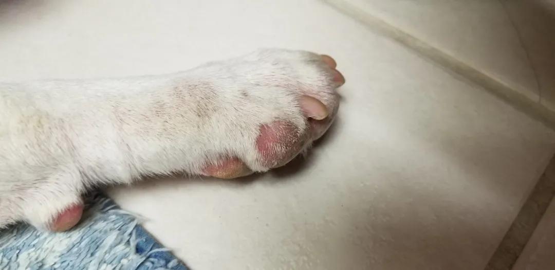 狗狗趾间炎化脓流血怎么处理,狗狗趾间炎的脓包要不要戳破