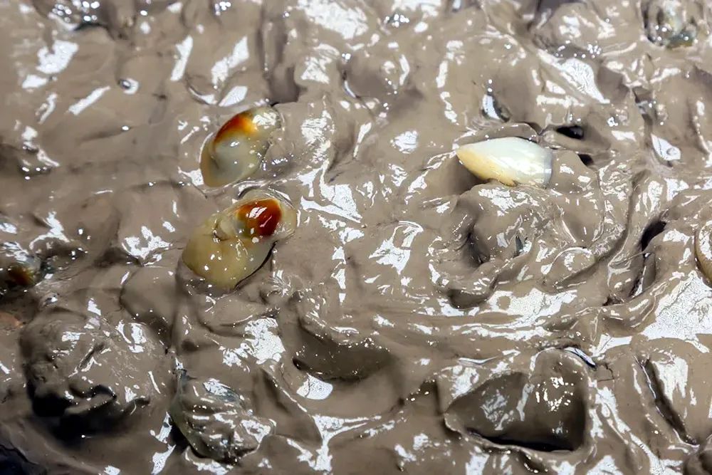 慈溪又一特产通过农产品地理标志评审！这味美食你们喜欢吗？