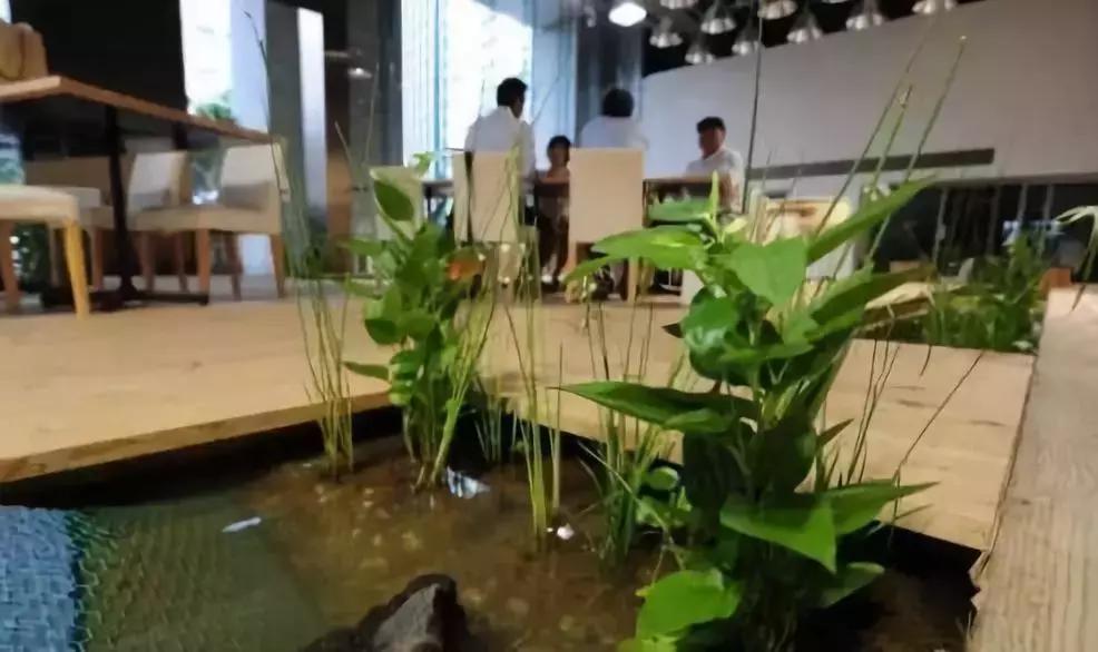 办公室里也能开挖掘机,办公室可以种葡萄