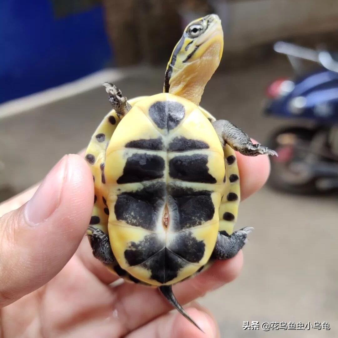 新手养乌龟该养哪种乌龟最好养活,养乌龟需要多备加热器和乌龟缸吗