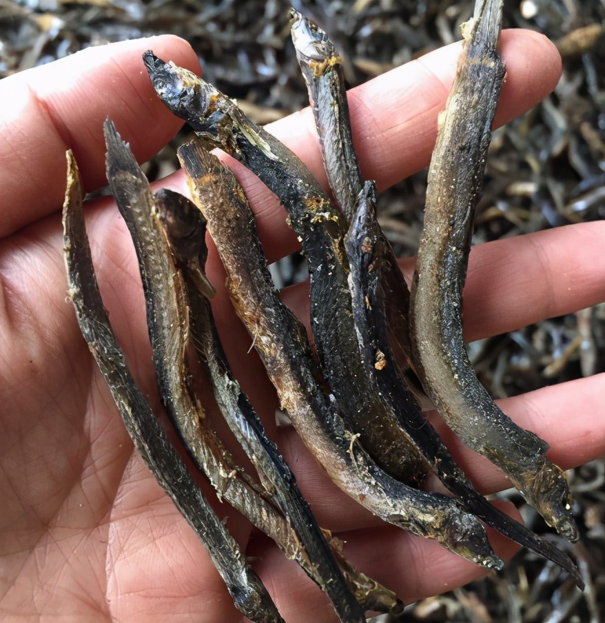 湖南土特产泥鳅,湖南野生青泥鳅