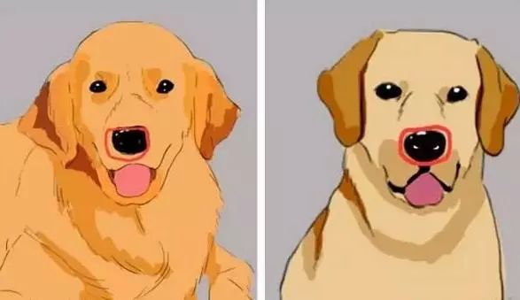 汪星人的种类,盘点不同种类汪星人