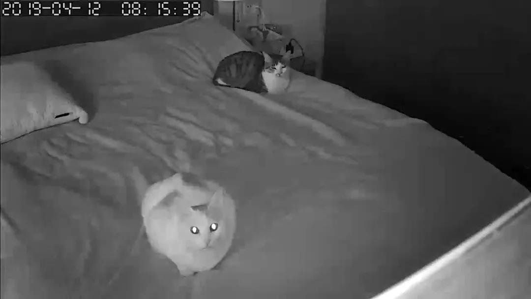 外出旅游猫咪如何安排,家有猫咪外出旅游怎么办