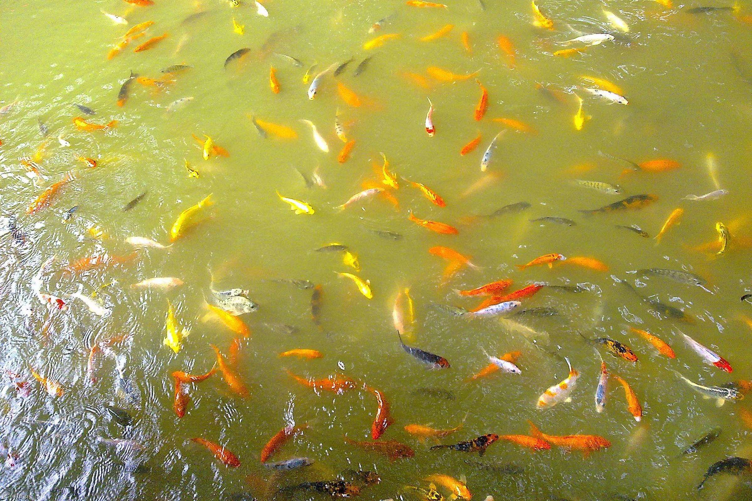 什么钓鱼小药的穿透力强、留香持久?水中穿透力最强的诱鱼小药