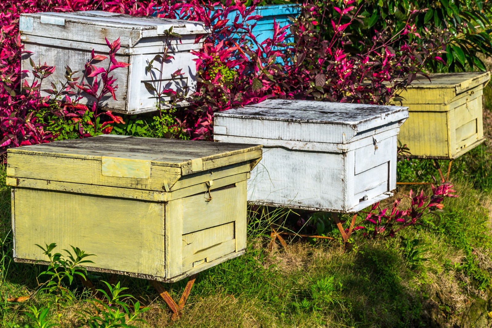 人少免签海岛,人少风景好的国家