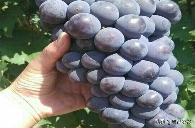 巨峰葡萄种植技术和管理,巨峰葡萄栽培技术全过程