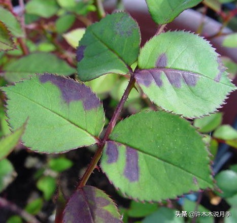 多菌灵可以治疗月季灰霉病吗,月季灰霉病黑斑病黄叶打什么药