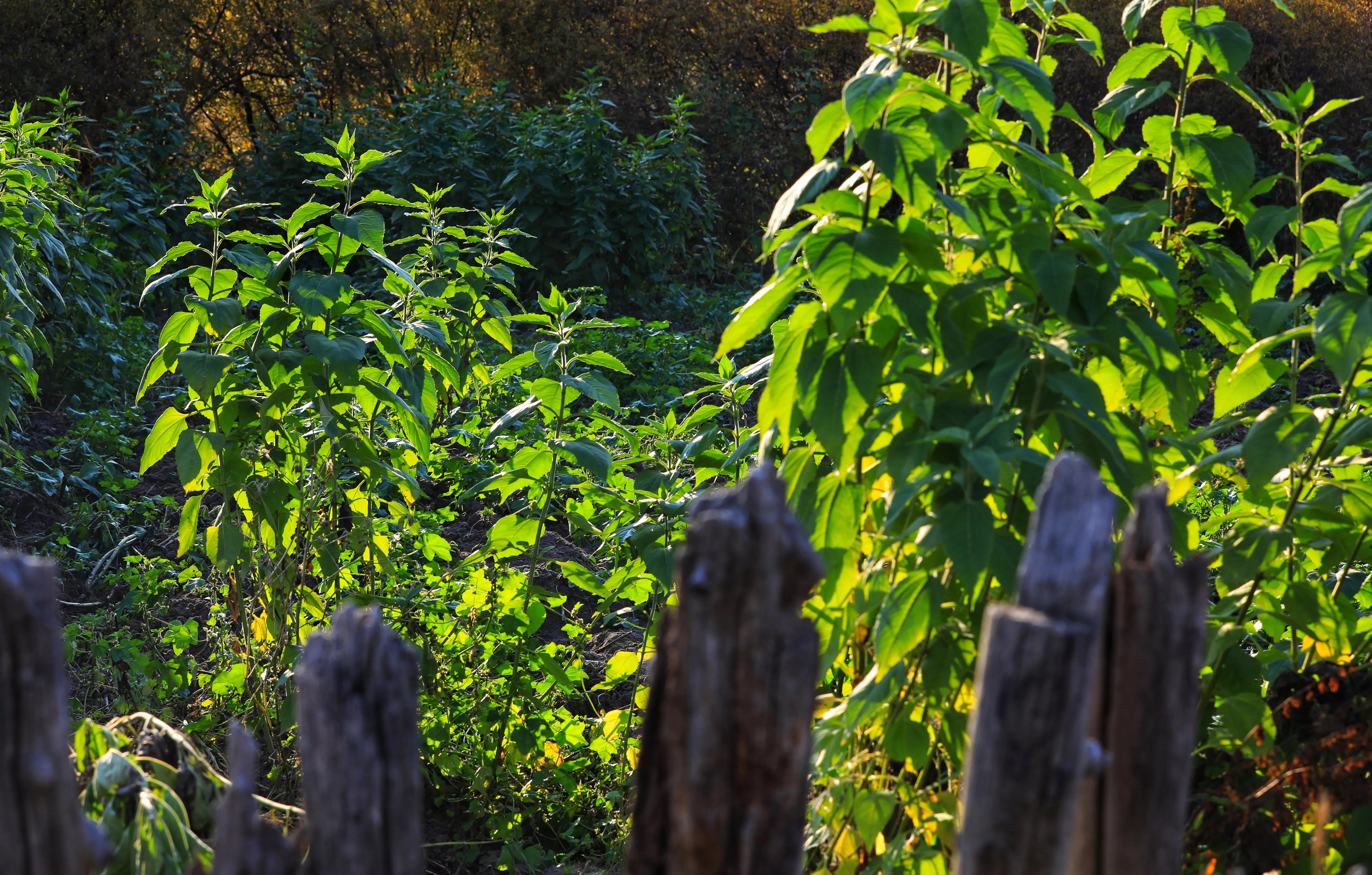 坝上秋色草原,坝上草原游记作文
