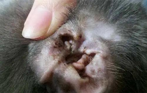 猫咪过度舔舐挠痒怎么办,猫咪过分挠猫砂