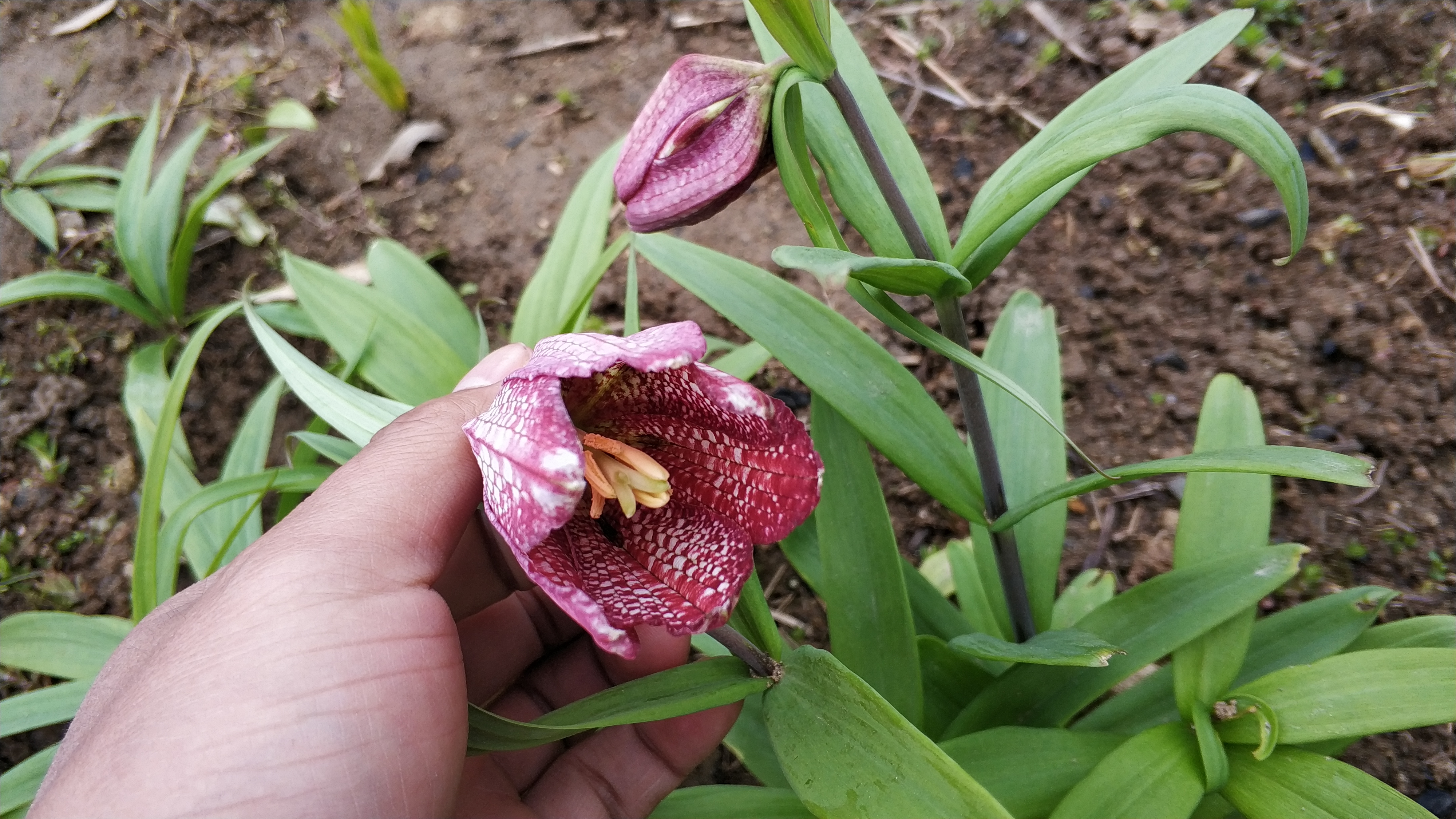 给大家展示一下什么叫做“金山药岭名茶地，竹海栗园水电乡”