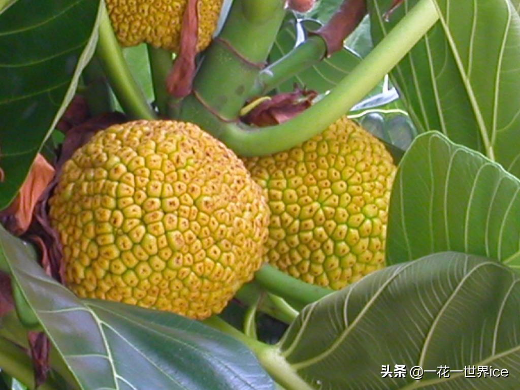 外表像榴莲的菠萝蜜,像菠萝蜜但不是菠萝蜜