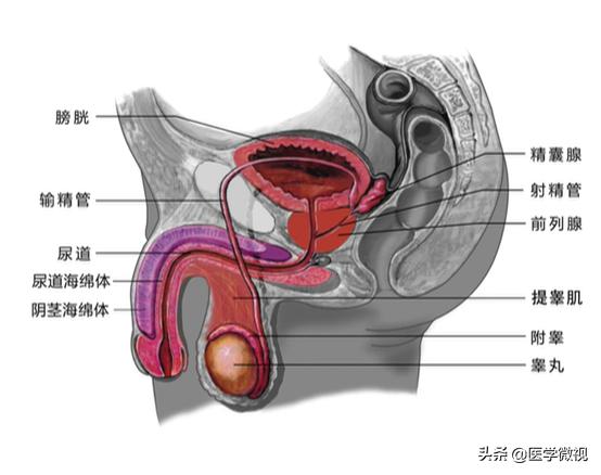 电子辐射会影响生育功能吗？看到答案后，用笔记本电脑的人哭了
