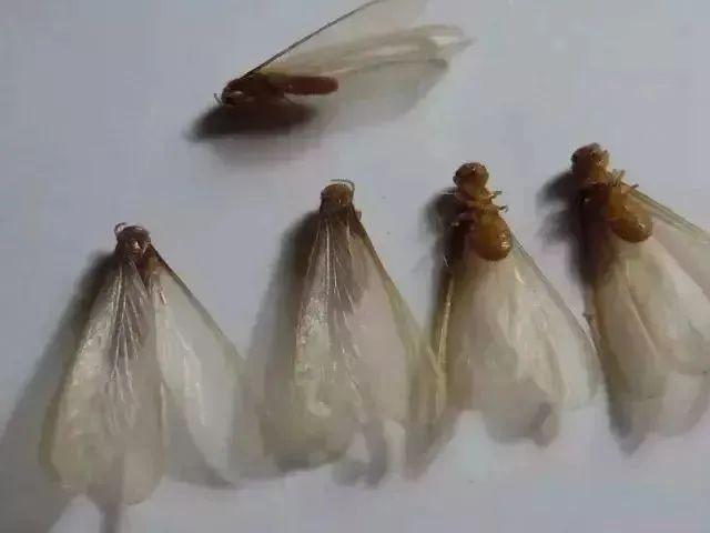 下雨天如何灭水蚁群,水蚁克星