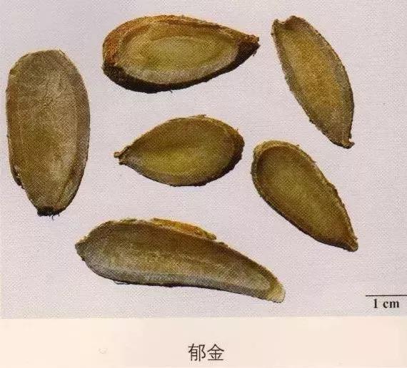 中药材图片大全大图带药名,200多味中药材图谱带图