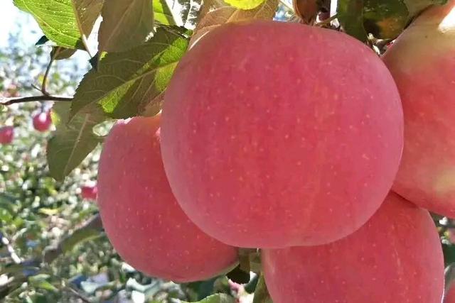 陕西洛川苹果苗,陕西洛川苹果直销直播间