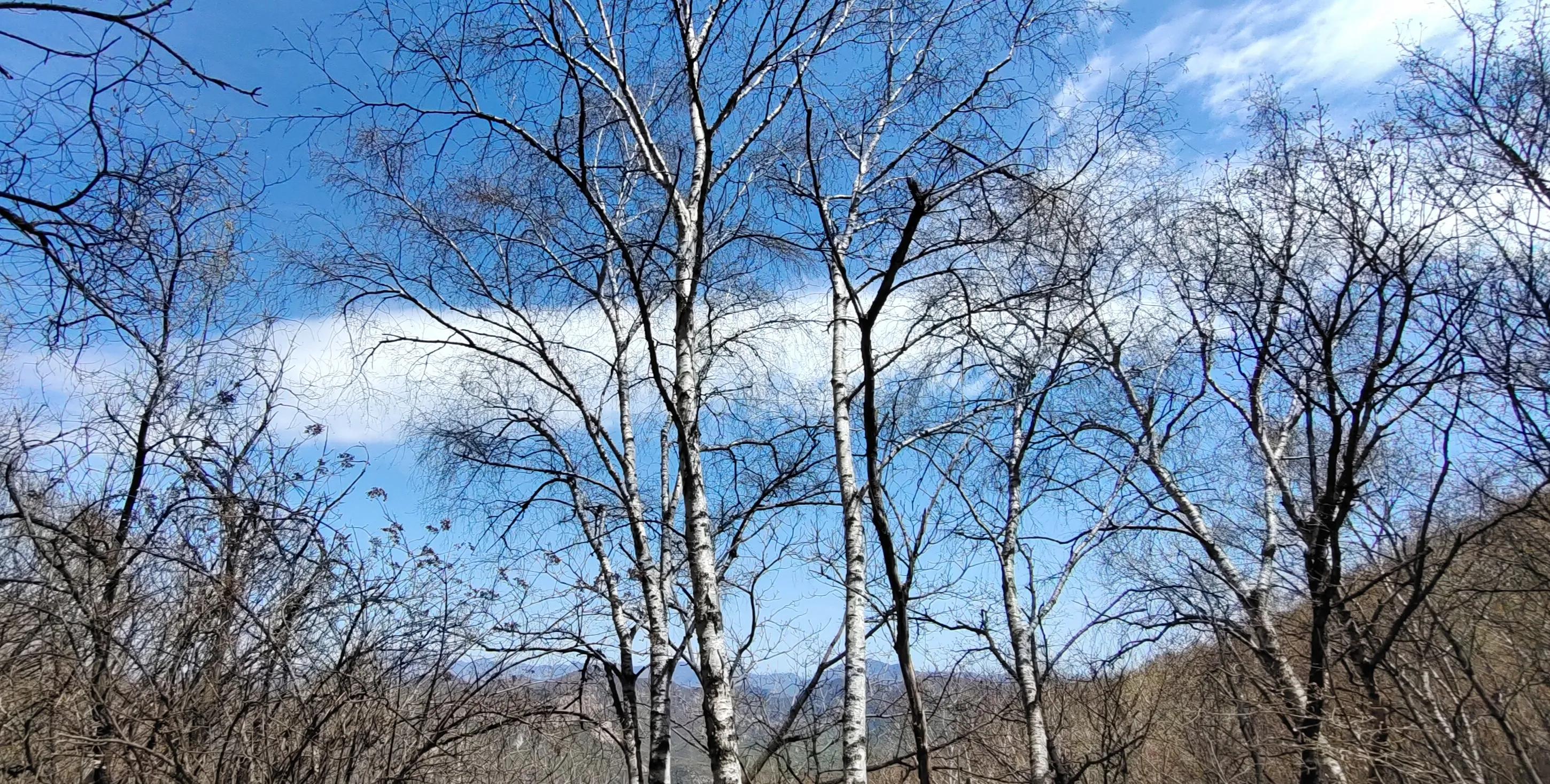 喇叭沟门原始森林住宿,喇叭沟门原始森林冰川