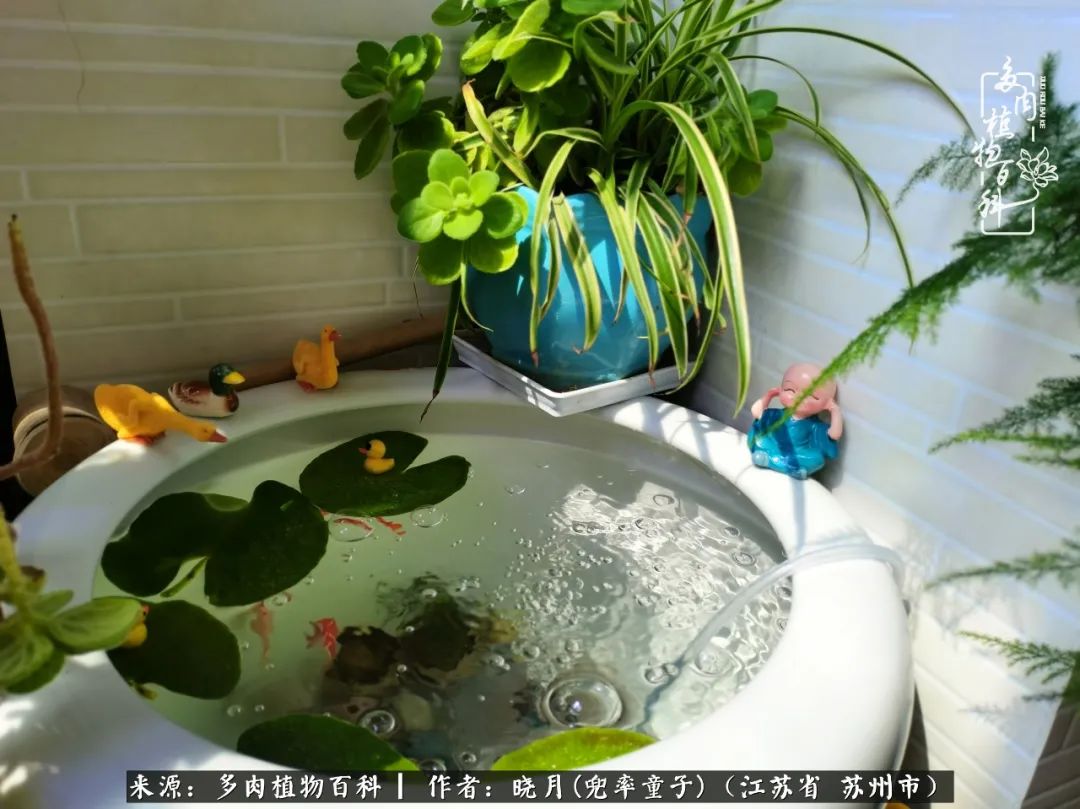 六年时间环游22个国家,却被多肉小萌物征服