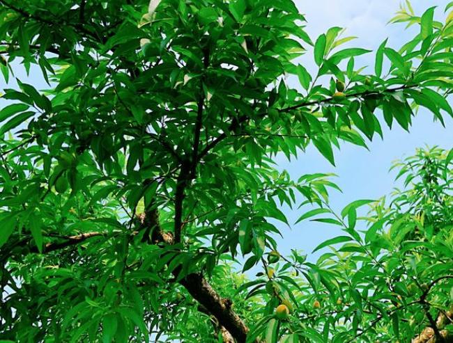 猫咪有跳蚤怎么快速处理,猫咪有跳蚤怎么快速解决