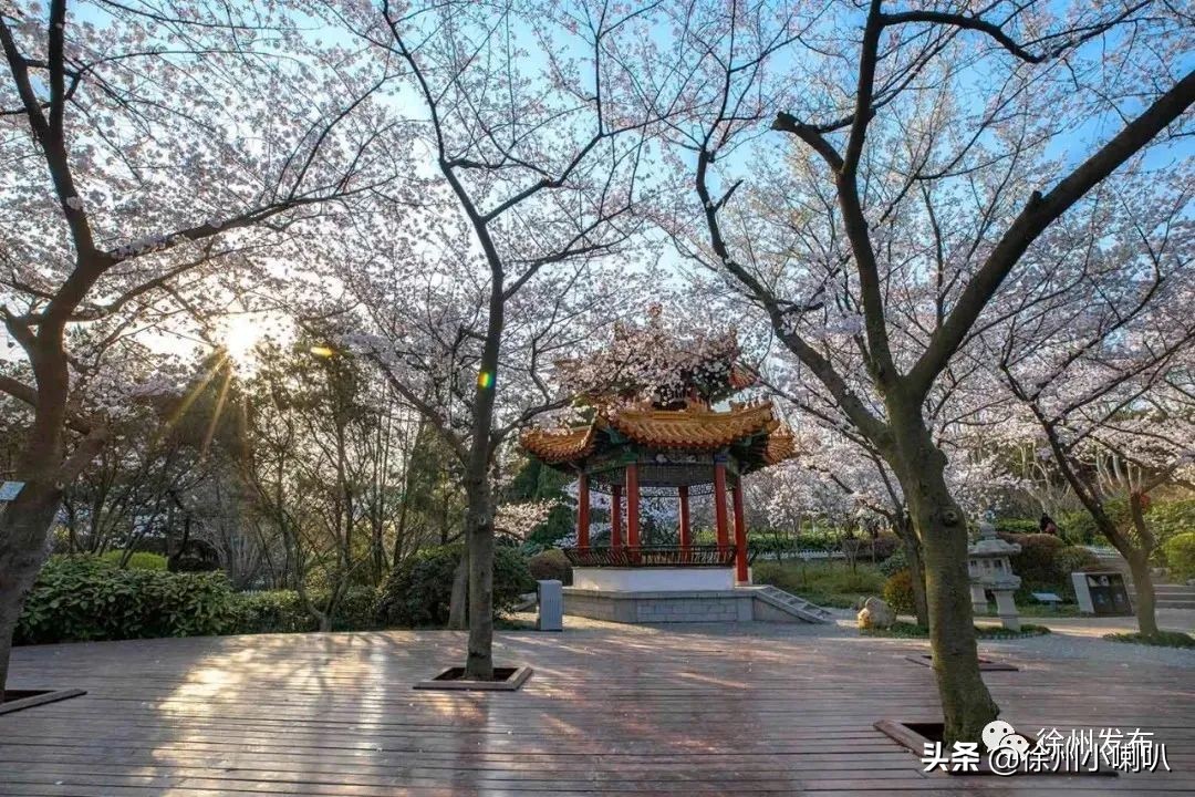 徐州彭祖园樱花节几号开始,徐州彭祖园樱花树开的太美了