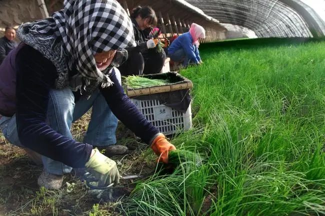 野生沙葱味道怎么样,沙葱为啥有苦味
