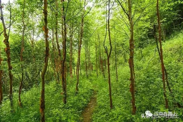 探秘汉中,汉中一村子窜入野生羚牛