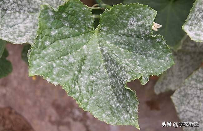 香瓜的种植和盈利,香瓜规模化种植