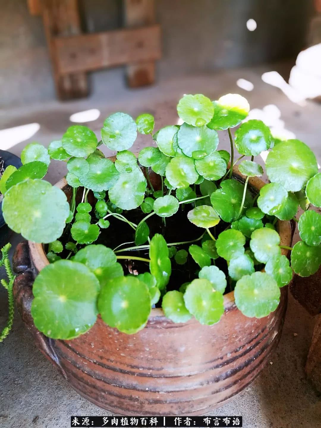 多肉的真实生活感悟,多肉的生活感悟