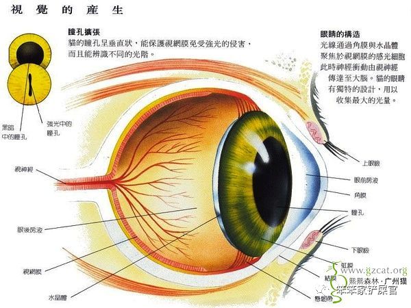 猫咪突然失明了怎么回事,猫咪频繁流口水怎么办