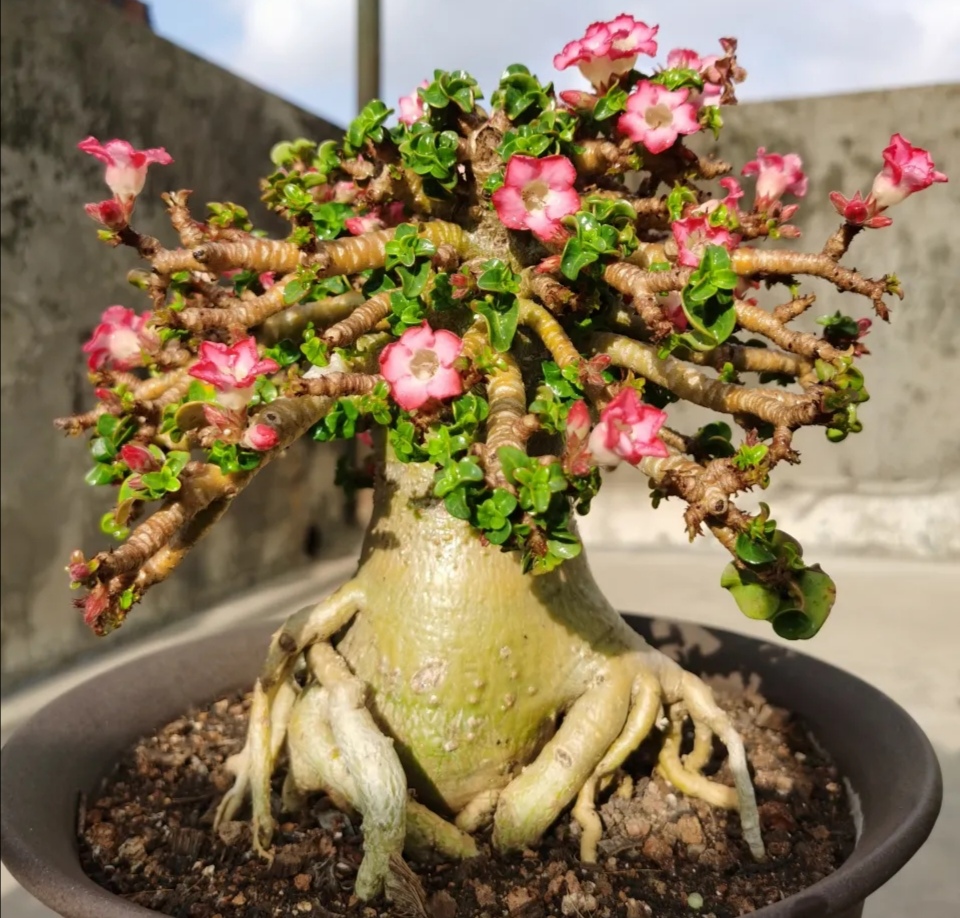 这8种花你不要乱浇水,新手种花品种推荐