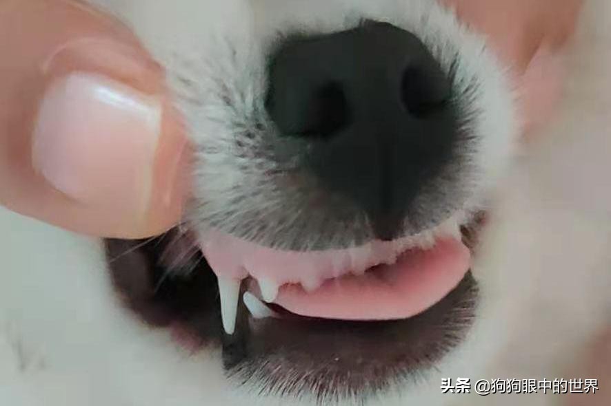 流浪狗治愈抑郁症,没想到自己竟然得了重度抑郁症