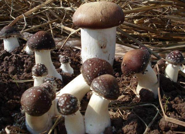 蘑菇菌包种植方法和步骤,稻草蘑菇菌包种植制作教程