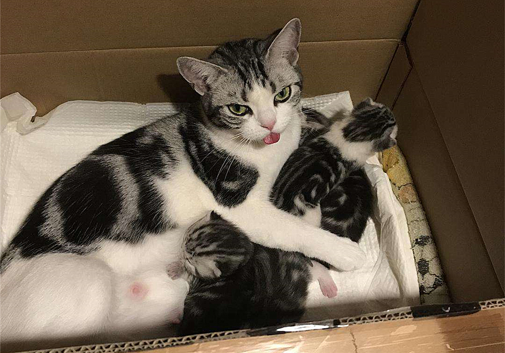 如果母猫不断奶会有乳腺炎,母猫断奶后需不需要打回奶针