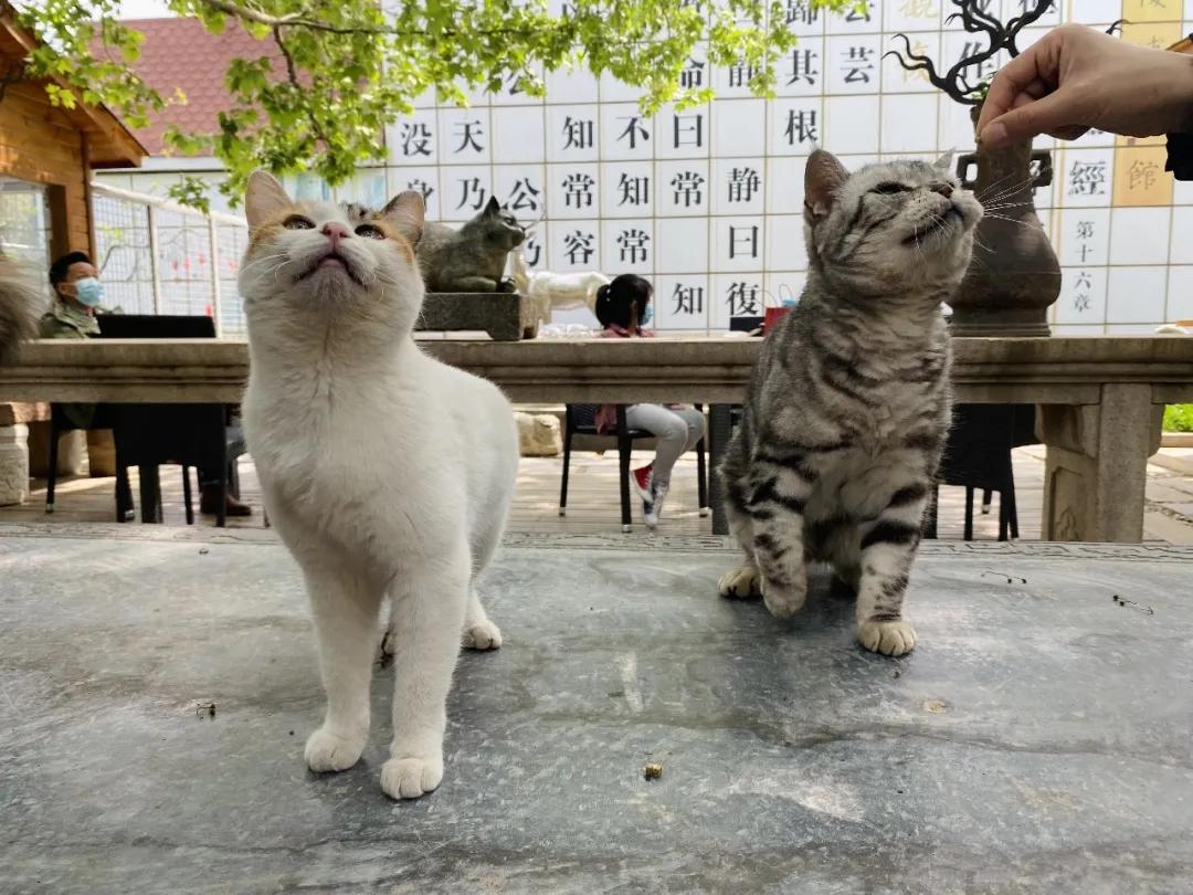 团宠猫咪的性格,小猫有多抗打