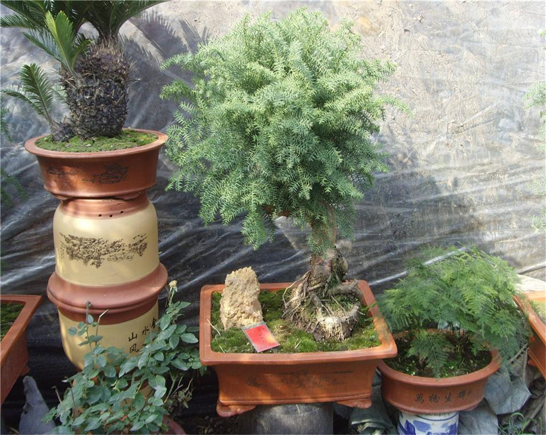 澳洲杉枯黄了还会活吗,澳洲杉怎么换盆后慢慢黄叶了